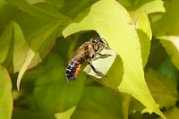 lapse behangersbij (Megachile lapponica) 6-2021 7823 7559